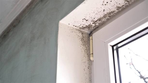 Best Dehumidification Services  in Woodville, AL