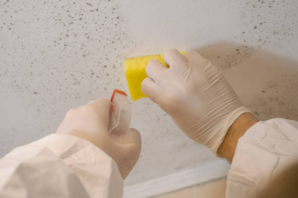 Best Commercial Mold Inspection  in Woodville, AL