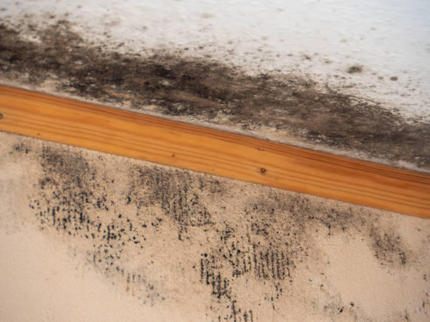 Best Industrial Mold Remediation  in Woodville, AL