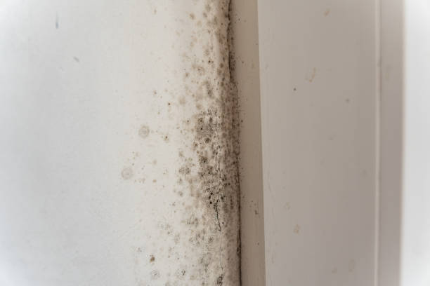 Best Environmental Consulting for Mold Prevention  in Woodville, AL