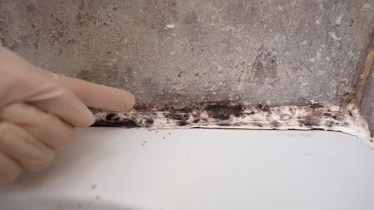 Best Real Estate Mold Inspection  in Woodville, AL