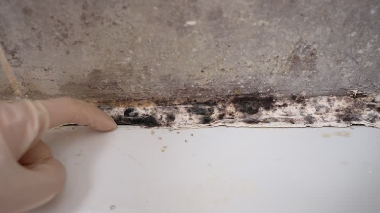 Best Basement Mold Removal  in Woodville, AL