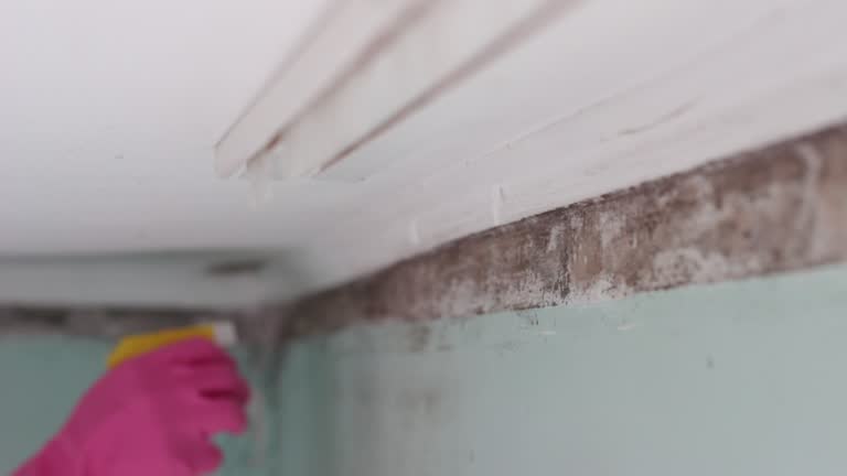Best Post-Construction Mold Inspection  in Woodville, AL